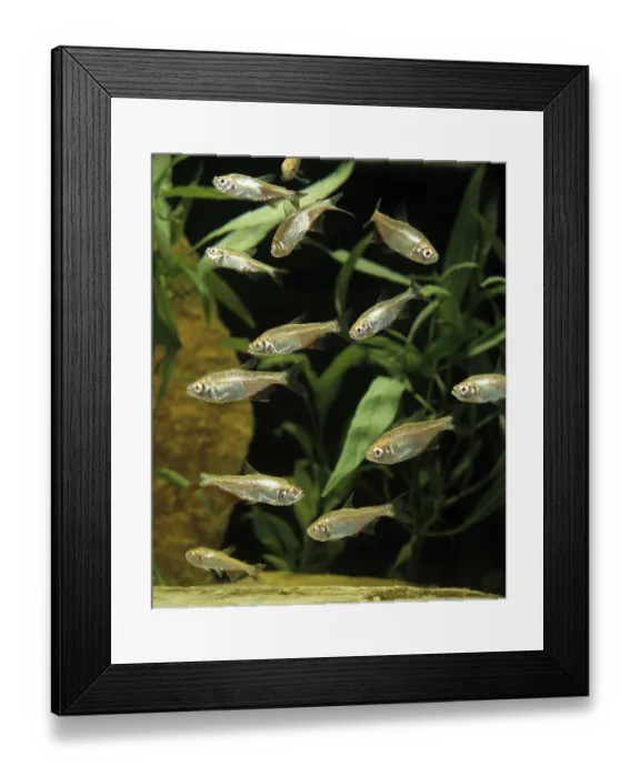 Framed Print : Other animals, Fish, Animals, Tetra, astyanas sp Framed Print : Other animals, Fish, Animals, Tetra, astyanas sp