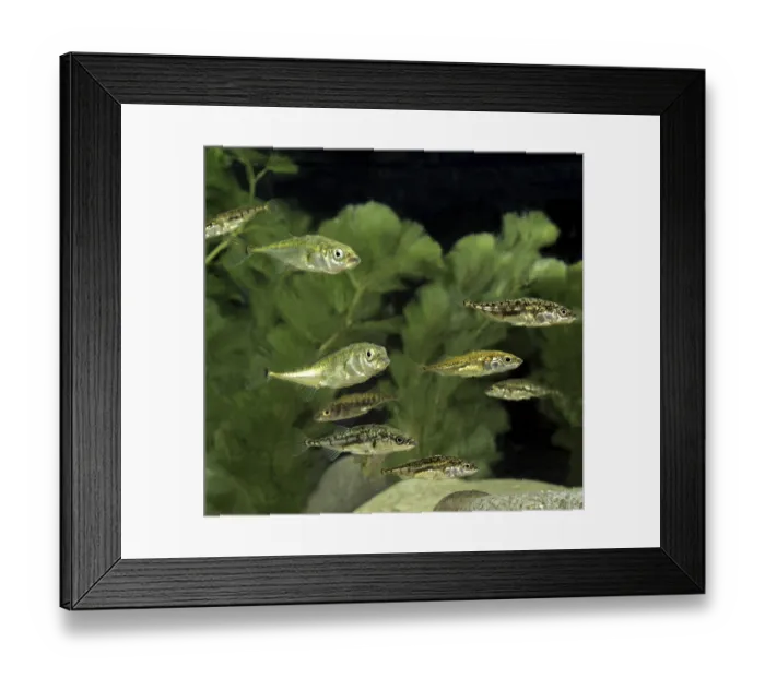 Framed Print : Stickleback (gasterosteus aculeatus) Framed Print : Stickleback (gasterosteus aculeatus)