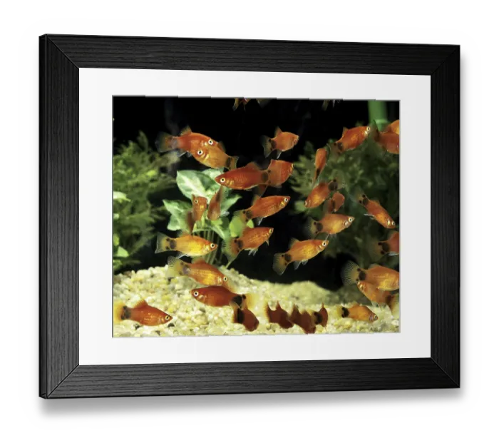 Framed Print : Mickey Mouse Platy (xiphophorus maculatus)