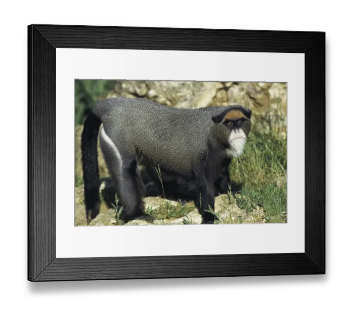 Framed Print : De Brazza's Monkey (cercopithecus neglectus) De Brazza's Monkey (cercopithecus neglectus) Framed Print : De Brazza's Monkey (cercopithecus neglectus) De Brazza's Monkey (cercopithecus neglectus)