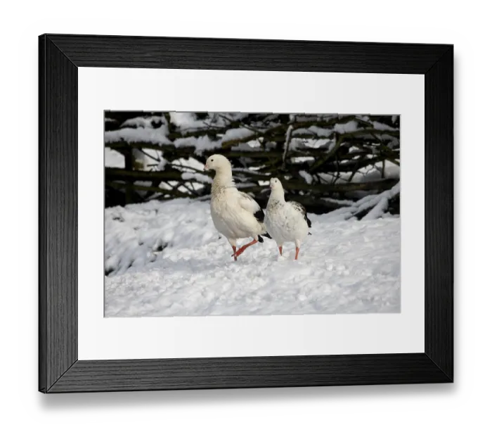 Framed Print : Andean Goose (chloephaga melanoptera) Framed Print : Andean Goose (chloephaga melanoptera)