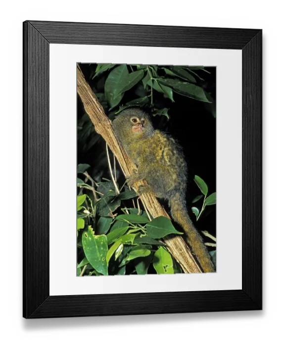 Framed Print : Pygmy Marmoset (callithrix) pygmaea Framed Print : Pygmy Marmoset (callithrix) pygmaea