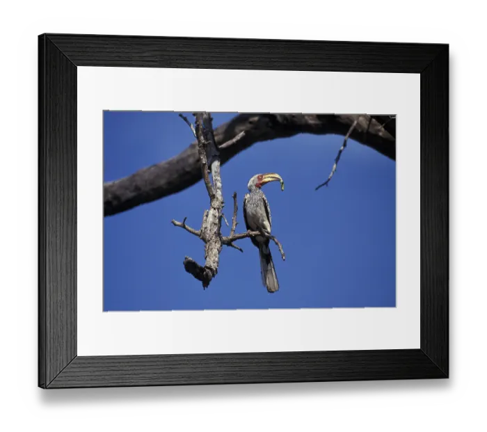 Framed Print : YELLOW BILLED HORNBILL (tockus flavirostris) Framed Print : YELLOW BILLED HORNBILL (tockus flavirostris)