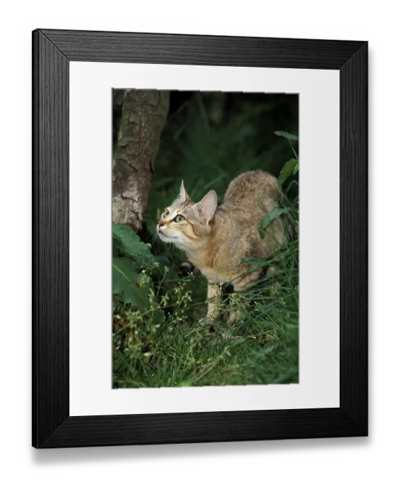 Framed Print : AFRICAN WILDCAT (felis silvestris lybica)