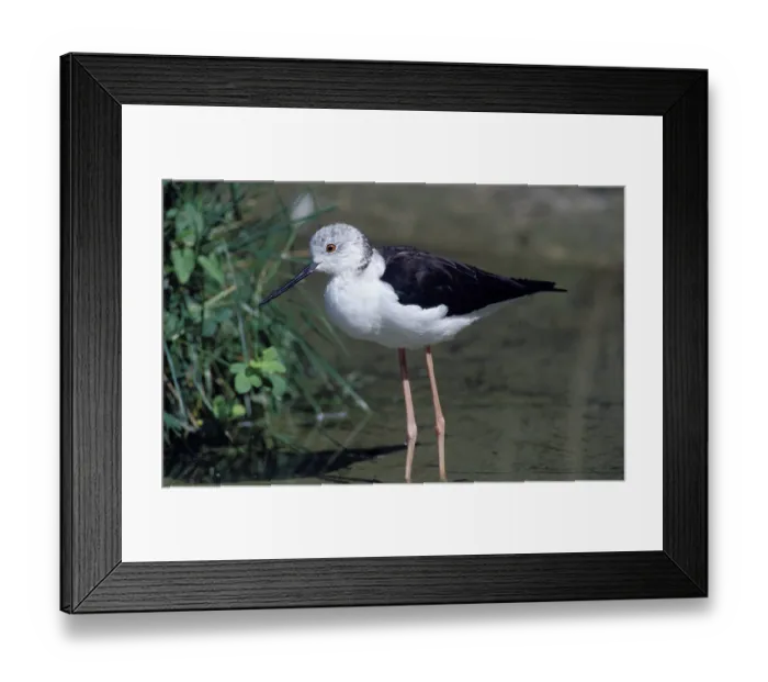 Framed Print : BLACK-WINGED STILT (himantopus himantopus) Framed Print : BLACK-WINGED STILT (himantopus himantopus)