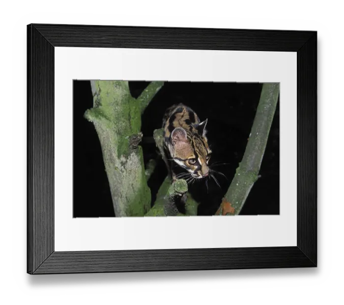 Framed Print : MARGAY CAT leopardus wiedi, ADULT STANDING IN TREE
