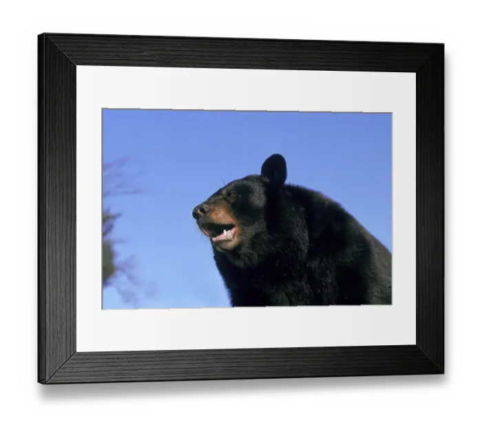 Framed Print : AMERICAN BLACK BEAR (ursus americanus)