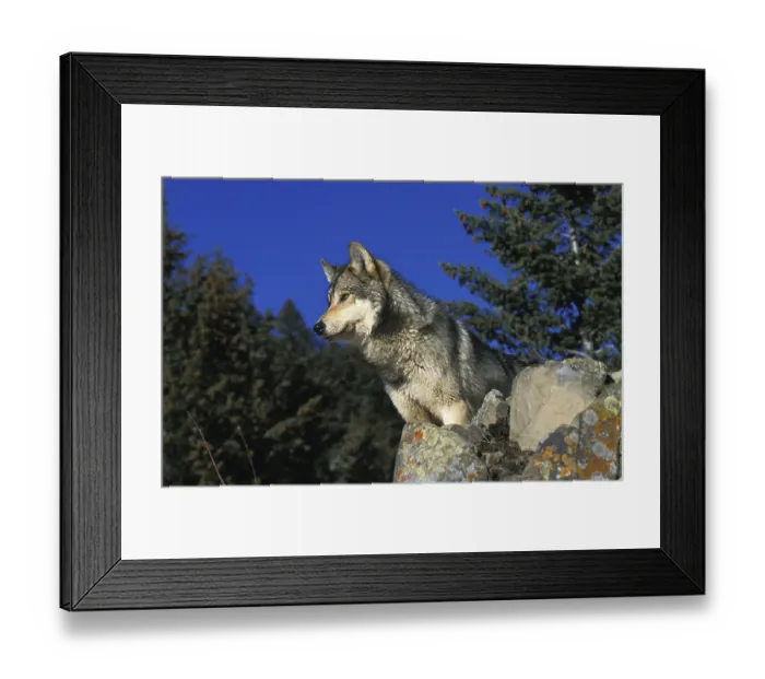Framed Print : North American Grey Wolf (canis lupus occidentalis) Framed Print : North American Grey Wolf (canis lupus occidentalis)