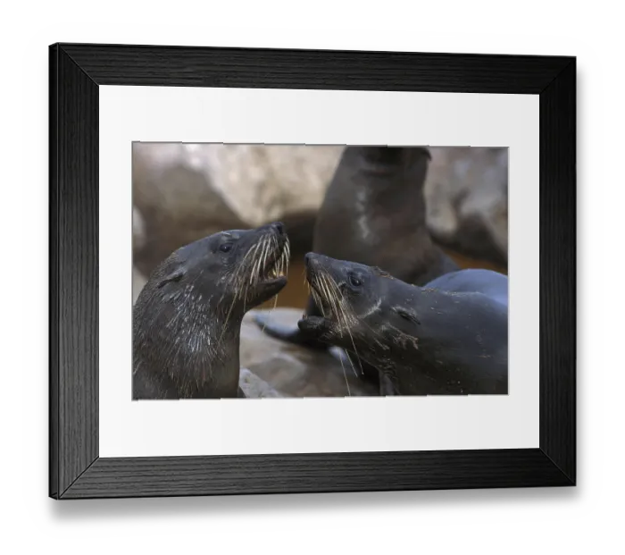 Framed Print : South African Fur Seal (arctocephalus pusillus)