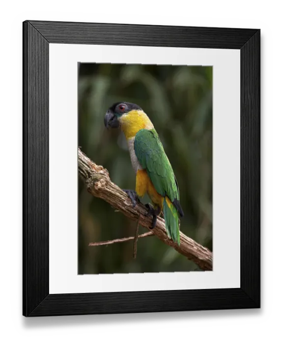 Framed Print : Black Headed Parrot (pionites melanocephala)
