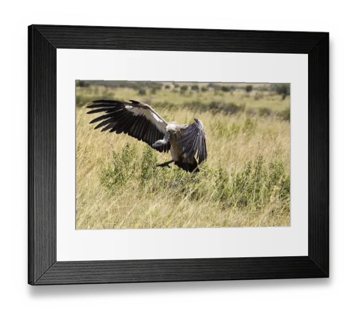 Framed Print : Arican White Backed Vulture (gyps africanus)