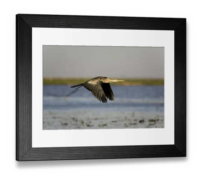 Framed Print : ANHINGA OR AMERICAN DARTER (anhinga anhinga)