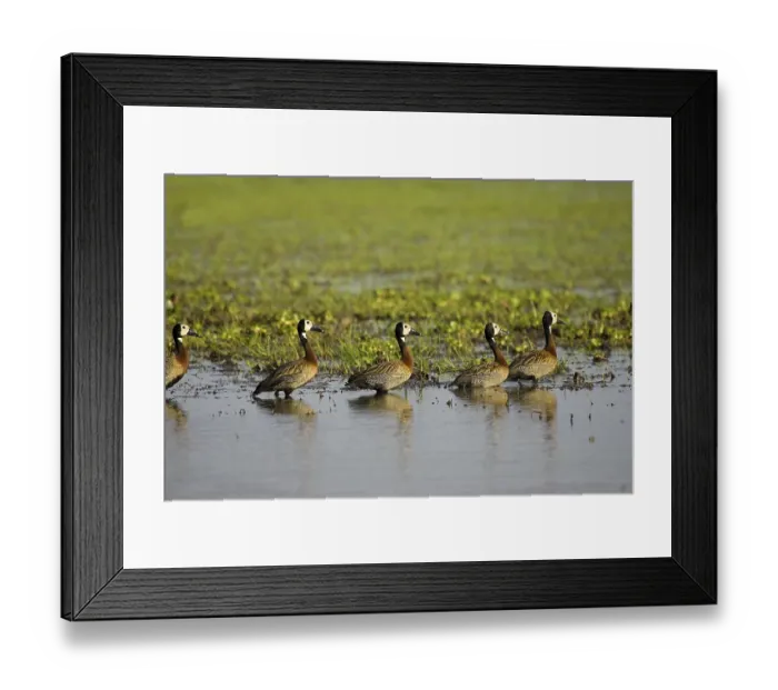 Framed Print : White Faced Whistling Duck (dendrocygna viduata) Framed Print : White Faced Whistling Duck (dendrocygna viduata)