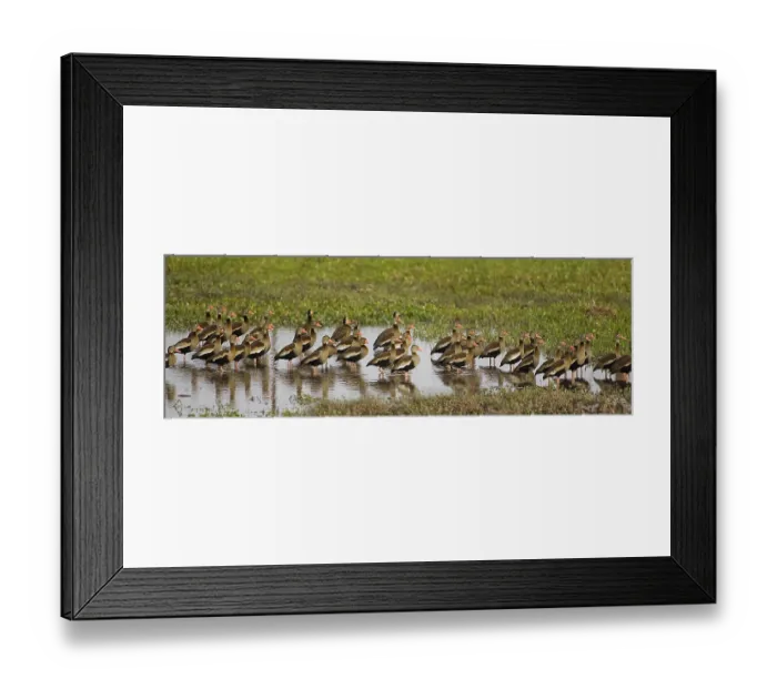 Framed Print : RED-BILLED WHISTLING DUCK dendrocygna automnalis Framed Print : RED-BILLED WHISTLING DUCK dendrocygna automnalis