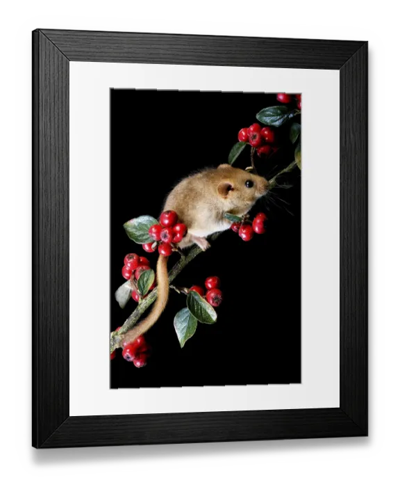 Framed Print : Common Dormouse (muscardinus avellanarius) Framed Print : Common Dormouse (muscardinus avellanarius)
