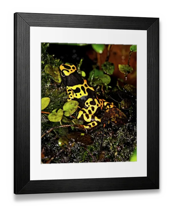 Framed Print : YELLOW-BANDED POISSON FROG (dendrobates leucomelas) Framed Print : YELLOW-BANDED POISSON FROG (dendrobates leucomelas)