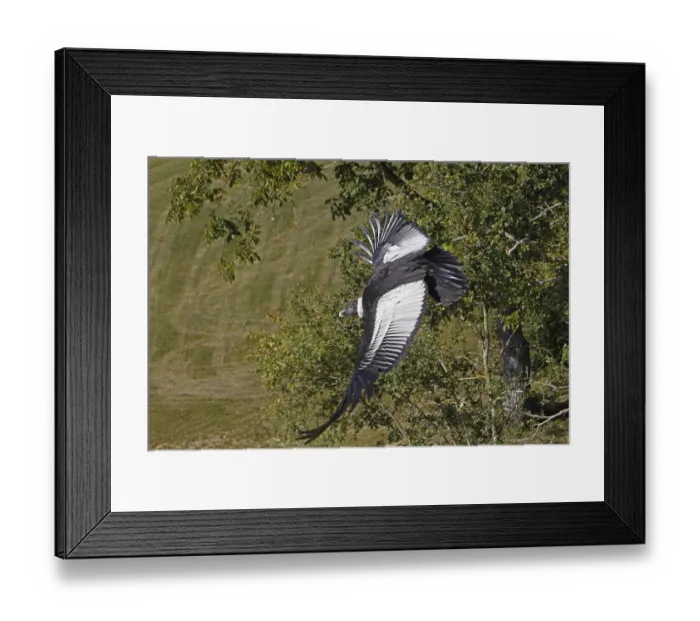 Framed Print : Condor (vultur gryphus) des Andes, Femelle et Vol Framed Print : Condor (vultur gryphus) des Andes, Femelle et Vol