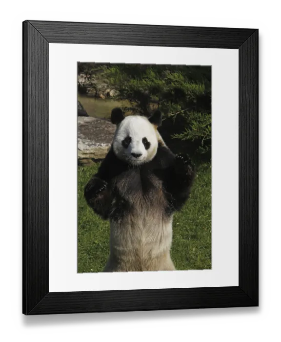 Framed Print : Giant Panda (ailuropoda melanoleuca), Adult