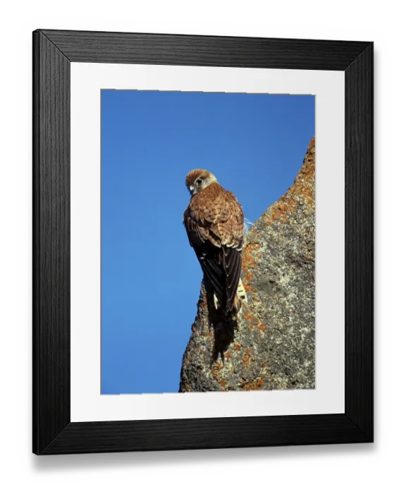 Framed Print : Australien Kestrel, Australia (Falco cenchroides)