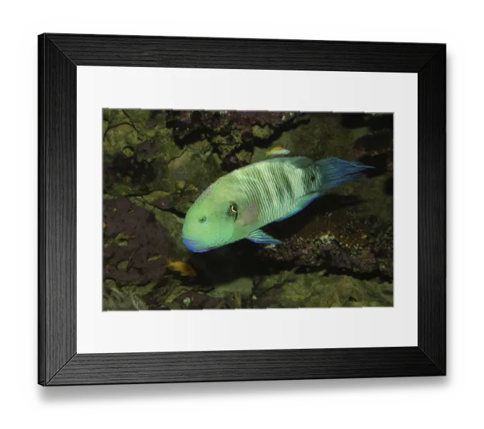 Framed Print : Bullethead parrotfish (Chlorurus sordidus) Framed Print : Bullethead parrotfish (Chlorurus sordidus)