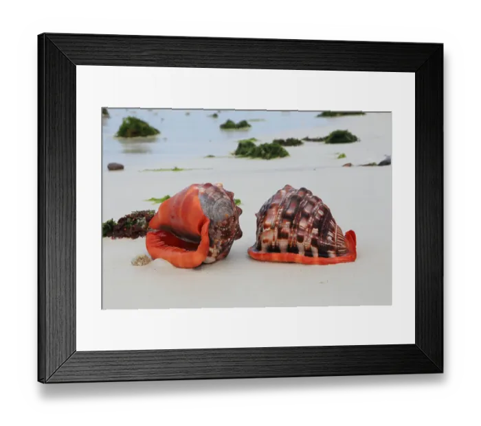 Framed Print : Red helmet snails, Zanzibar (Cassis rufa)