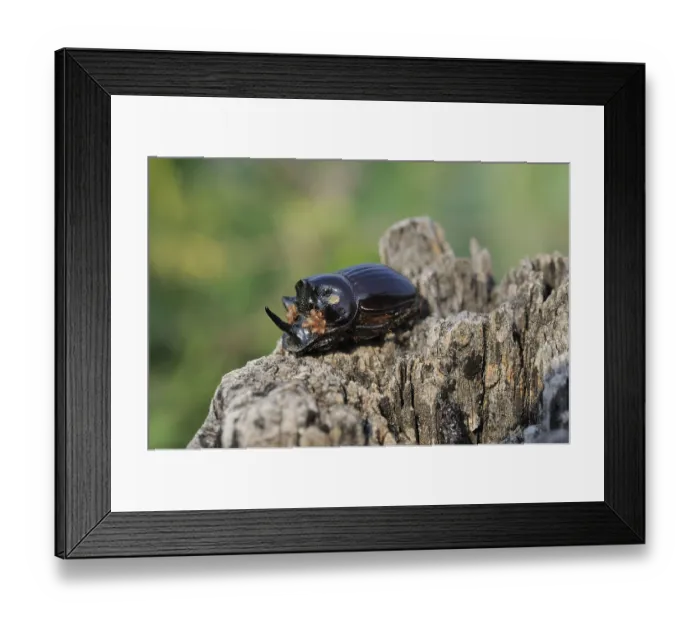 Framed Print : European Rhinoceros Beetle (Oryctes nasicornis) infested by parasites