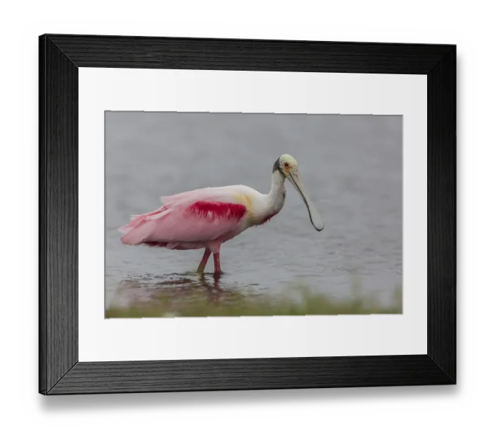 Framed Print : Roseate Spoonbill, Florida (Platalea ajaja)