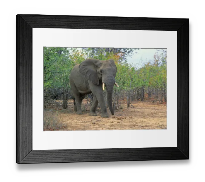 Framed Print : African Elephant (Loxodonta africana)