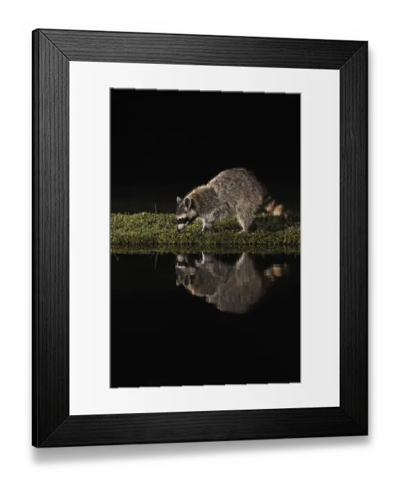 Framed Print : Northern Raccoon (Procyon lotor)