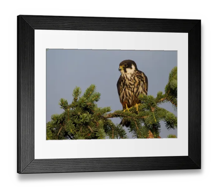Framed Print : Eurasian Hobby (Falco subbuteo)
