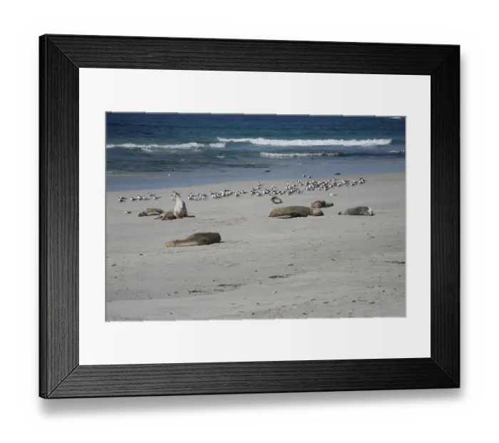 Framed Print : Australian sea lions (Neophoca cinerea) in Seal Bay Framed Print : Australian sea lions (Neophoca cinerea) in Seal Bay