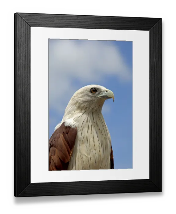 Framed Print : Brahminy Kite (Haliastur indus), Thailand