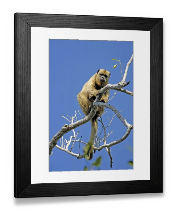 Framed Print : Black howler (Alouatta caraya)