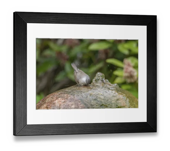 Framed Print : Lesser Whitethroat (Sylvia curruca) Framed Print : Lesser Whitethroat (Sylvia curruca)