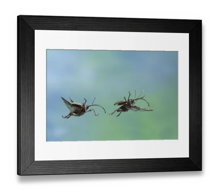 Framed Print : Curculio glandium (Curculio glandium)