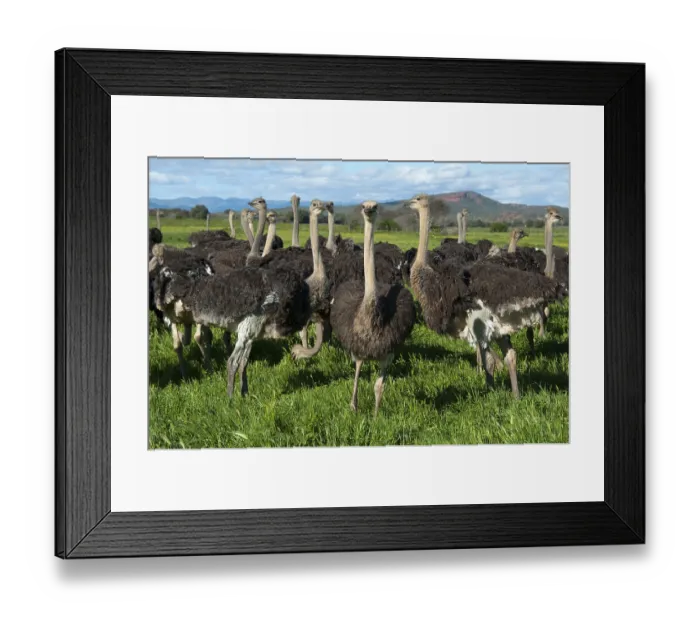 Framed Print : Common ostrich (Struthio camelus)