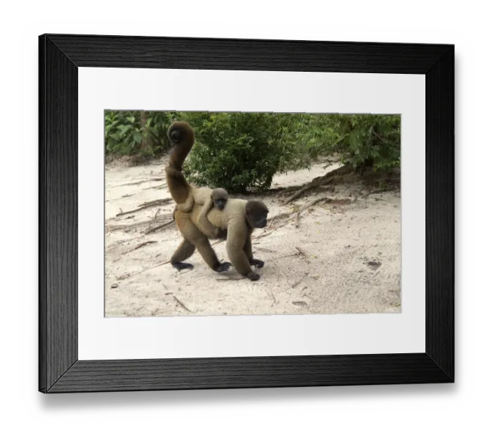 Framed Print : Grey woolly monkey with young (Lagothrix lagotricha)