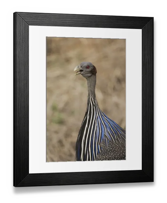 Framed Print : Vulturine Guineafowl (Acryllium vulturinum)