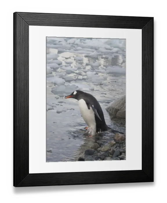 Framed Print : Gentoo penguin (Pygoscelis papua) Framed Print : Gentoo penguin (Pygoscelis papua)