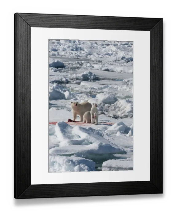 Framed Print : Polar bear (Thalassarctos maritimus) Framed Print : Polar bear (Thalassarctos maritimus)