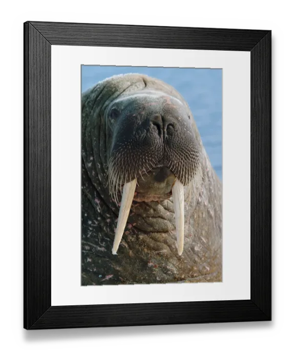 Framed Print : Walrus (Odobenus rosmarus), Nunavut Territory