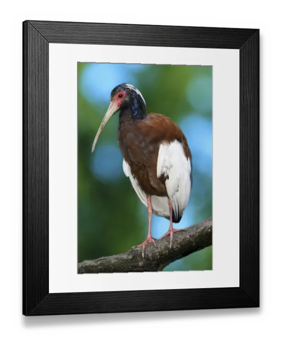 Framed Print : Madagascar Crested Ibis, bird, birds Framed Print : Madagascar Crested Ibis, bird, birds