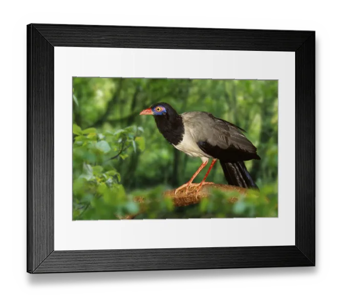 Framed Print : Coral-billed Ground-cuckoo (Carpococcyx renauldi) Framed Print : Coral-billed Ground-cuckoo (Carpococcyx renauldi)