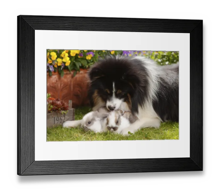 Framed Print : Mixed breed dog and dwarf ram rabbit