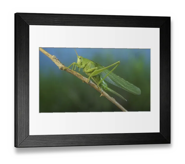 Framed Print : Green grasshopper sits on a branch against a blue sky and green vegetation Framed Print : Green grasshopper sits on a branch against a blue sky and green vegetation
