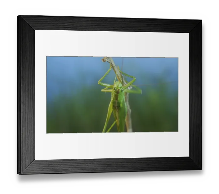 Framed Print : Green grasshopper sits on a branch against a blue sky and green vegetation