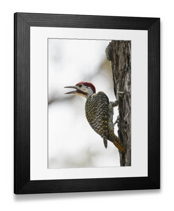 Framed Print : Bennett's Woodpecker (Campethera bennettii)