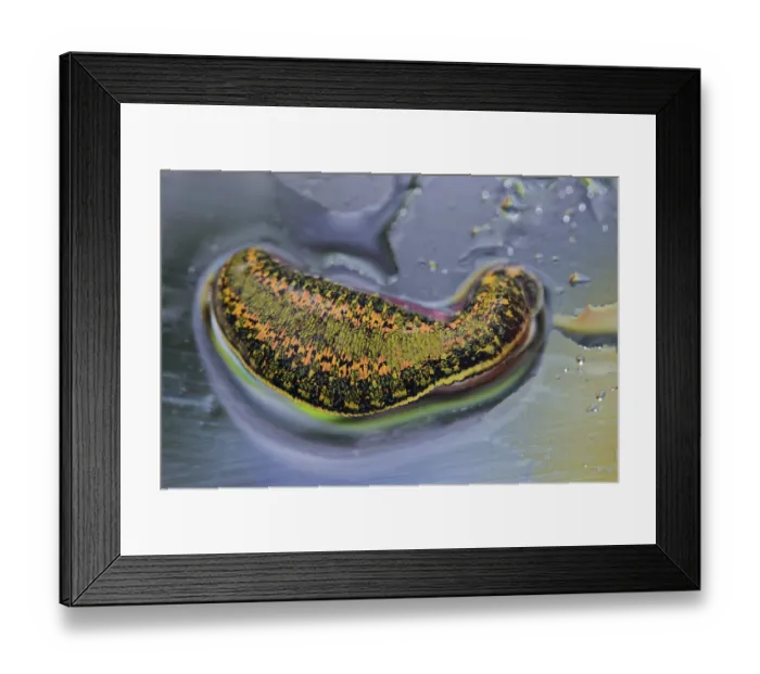 Framed Print : Medicinal leech (Hirudo medicinalis)