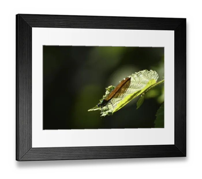 Framed Print : Dragonfly on the banks of the river Nahe on the Nohener-Nahe-Schleife hiking trail in Naheland Framed Print : Dragonfly on the banks of the river Nahe on the Nohener-Nahe-Schleife hiking trail in Naheland
