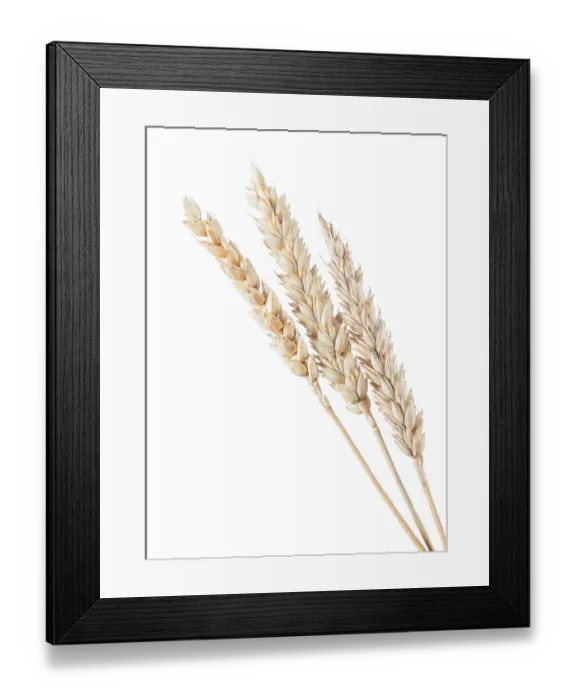Framed Print : Rye ear isolated on white vertical view